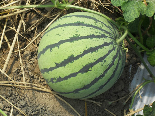 Watermelon (Zaojia 8424)