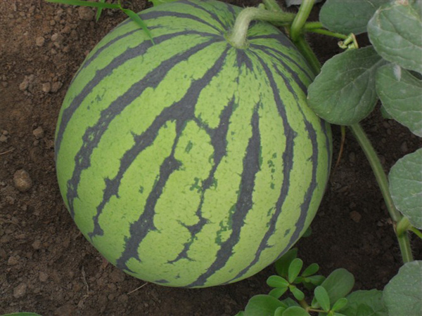 Watermelon (Extension Huayu Li)