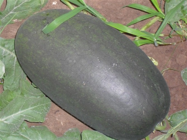 Watermelon (Black Prince)