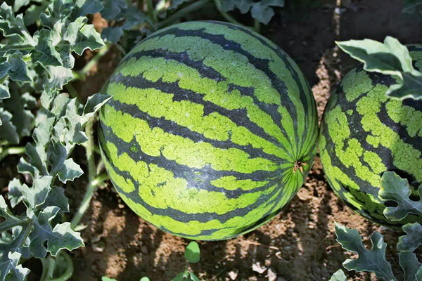 Watermelon (cropping mine)