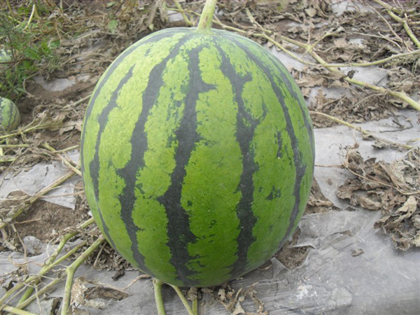 Watermelon (cropping overjoyed Sweet category)