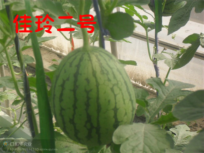 Watermelon (No. Jialing 2)