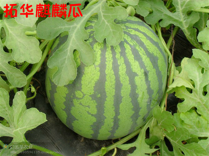 Watermelon (Tinto Chinese unicorn melon)