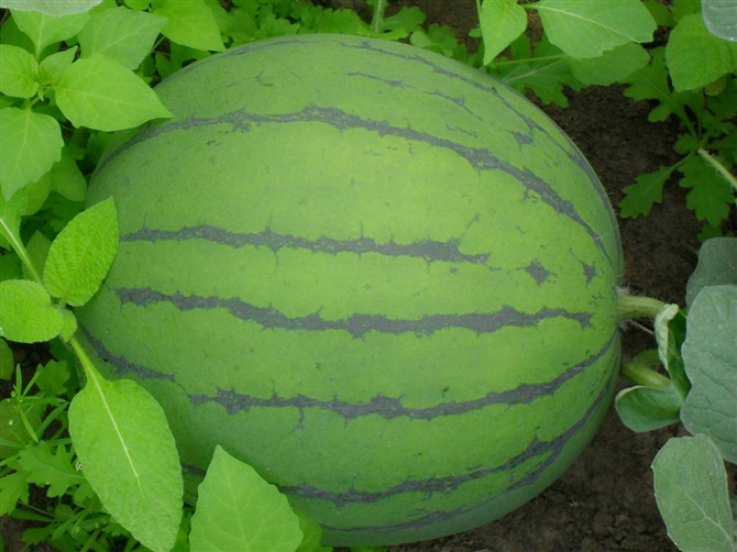 Watermelon (Xiuya II)