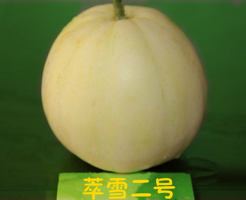 Melon (Sui snow II)