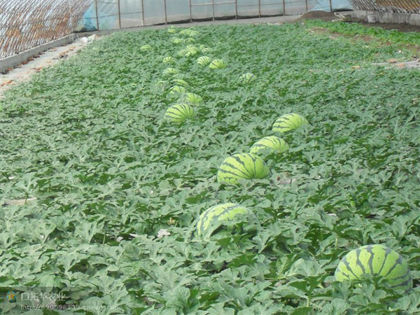 種植基地