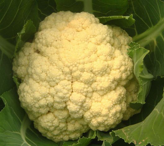 cauliflower